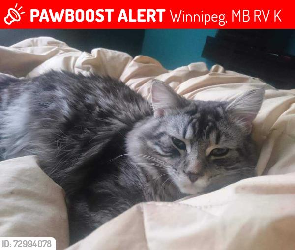 Lost Male Cat last seen Mac St and Jones St., Winnipeg, MB R2V 0K1