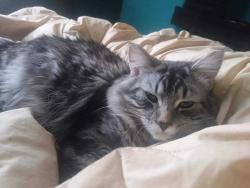 Lost Male Cat last seen Mac St and Jones St., Winnipeg, MB R2V 0K1