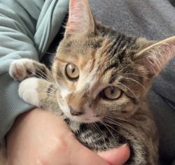 Reunited Female Cat last seen Jordan River Trail, between 9800 S and 9000 S, South Jordan, UT 84095