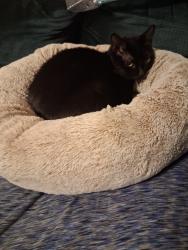 Lost Female Cat last seen Joseph and Baden, Rochester, NY 14605