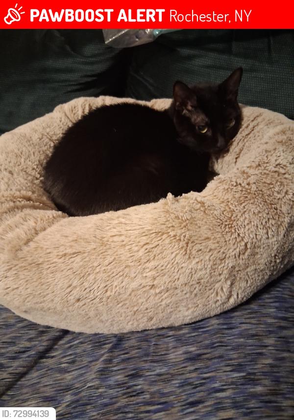 Lost Female Cat last seen Joseph and Baden, Rochester, NY 14605