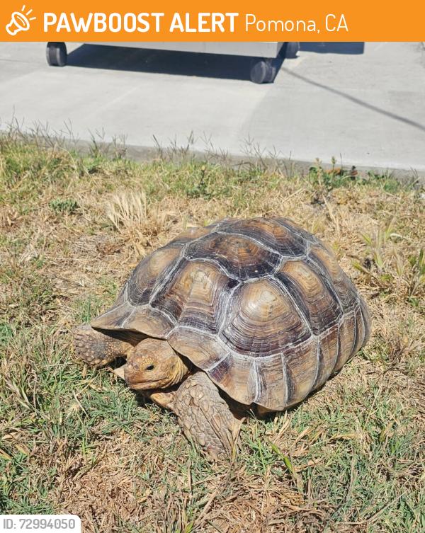 Found/Stray Unknown Reptile last seen Indian Hill Blvd and Lincoln Ave, Pomona, CA 91767