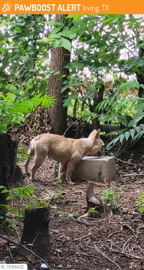 Found/Stray Female Dog last seen Stonebrook and Roce. Arts district neighborhood near Brandenburg elementary , Irving, TX 75039