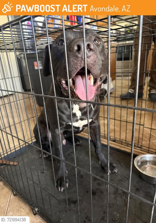 Found/Stray Male Dog last seen Roosevelt parks, Avondale, AZ 85323