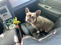 Found/Stray Female Dog last seen at a bus stop in front of sheldon high school, Sacramento, CA 95823