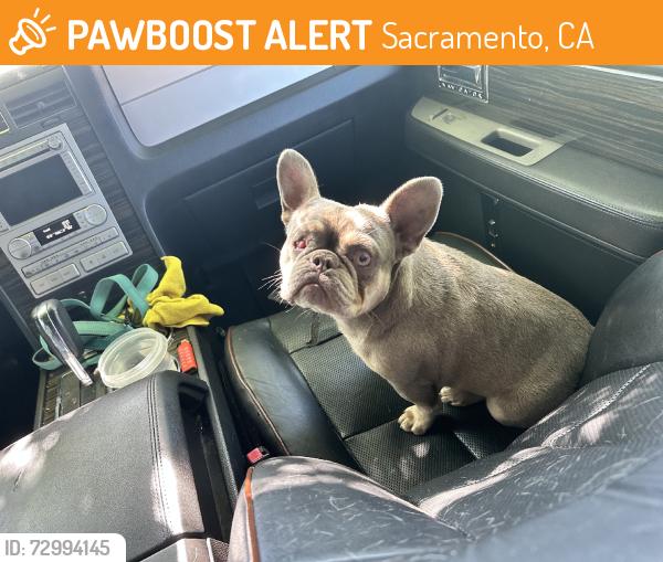 Found/Stray Female Dog last seen at a bus stop in front of sheldon high school, Sacramento, CA 95823