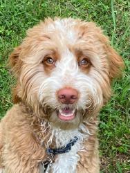 Reunited Male Dog last seen Lewisville Clemmons , Clemmons, NC 27012