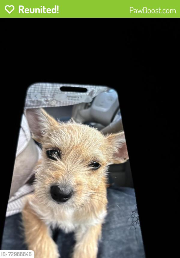 Reunited Female Dog last seen West county Rd 120 & cottonflat, Midland, TX 79706