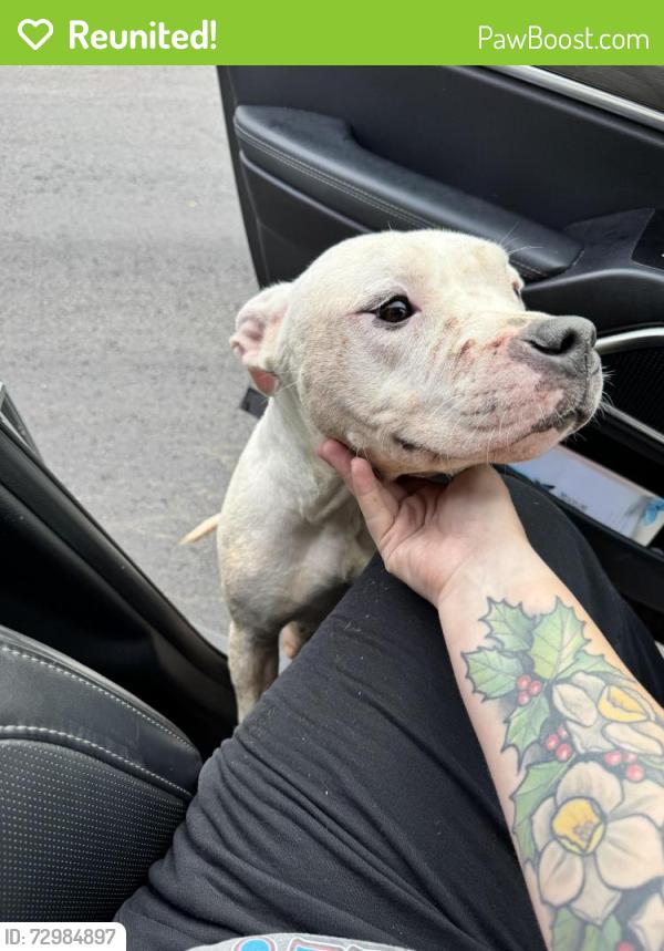 Reunited Female Dog last seen Ola Dale dr and s ola rd, Henry County, GA 30252