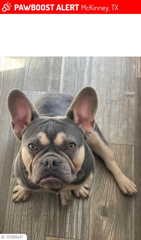 Lost Female Dog last seen Winding Brook and Clifton , McKinney, TX 75072
