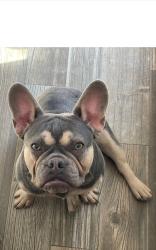 Lost Female Dog last seen Winding Brook and Clifton , McKinney, TX 75072