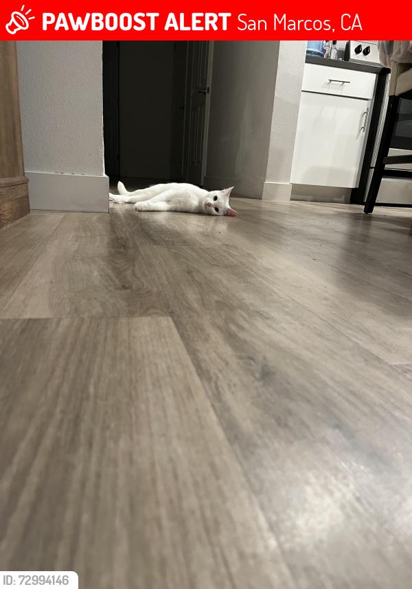 Lost Male Cat last seen Mission ave, San Marcos, CA 92069