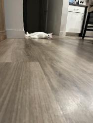 Lost Male Cat last seen Mission ave, San Marcos, CA 92069