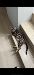 Reunited Male Cat last seen Fairfax and Washington Blvd, Los Angeles, CA 90016