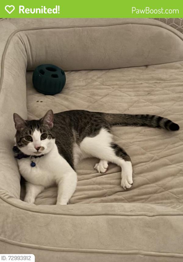 Reunited Male Cat last seen Near Devinney Way , Arvada, CO 80004