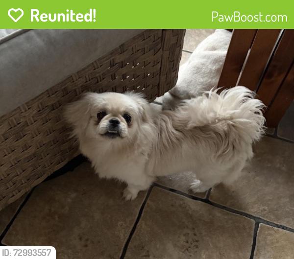 Reunited Female Dog last seen Near Calvary Rd, Holiday, FL 34691, USA, Holiday, FL 34691