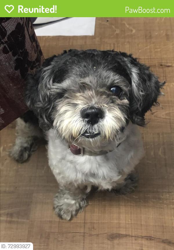 Reunited Male Dog last seen Near Atlantic Ave, Long Beach, CA 90805, USA, Long Beach, CA 90805