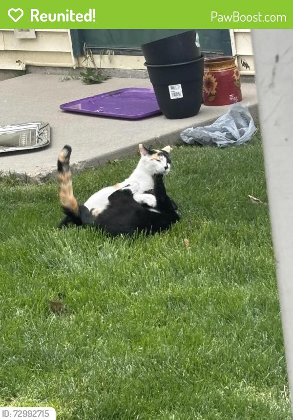 Reunited Female Cat last seen Birch and Idaho center , Nampa, ID 83687