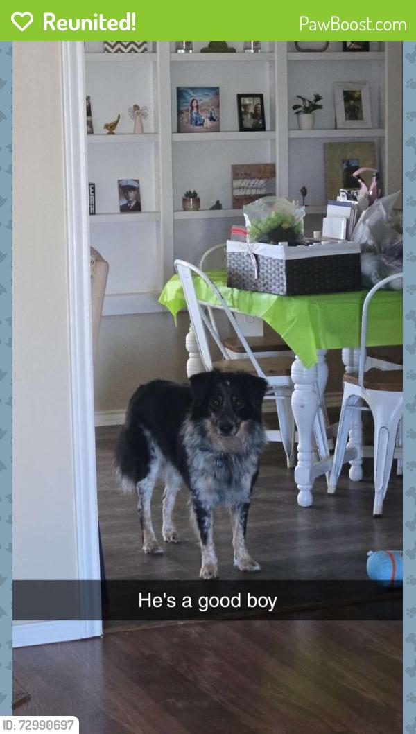 Reunited Male Dog last seen Near Club Creek San Angelo, TX  76904 United States, San Angelo, TX 76904