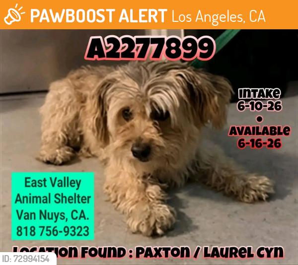 Found/Stray Female Dog last seen Fox and Laurel Canyon , Los Angeles, CA 91340