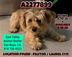 Found/Stray Female Dog last seen Fox and Laurel Canyon , Los Angeles, CA 91340