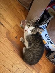 Lost Female Cat last seen ohrenberger middle school, Boston, MA 02132