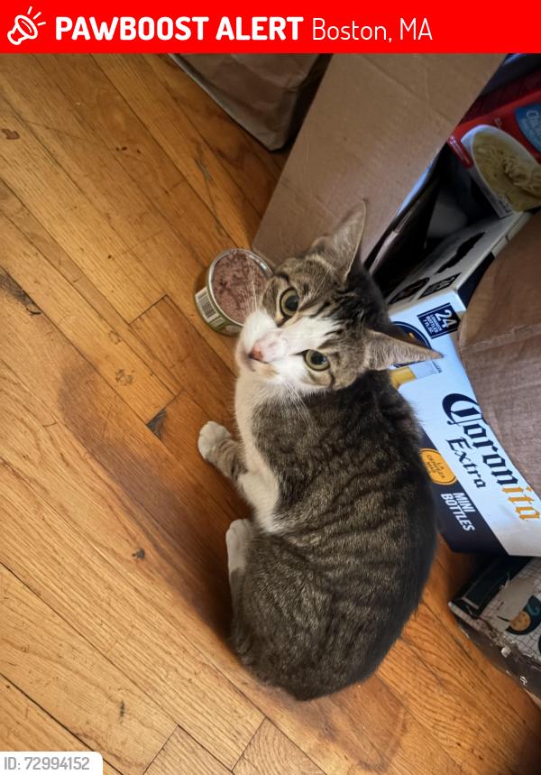 Lost Female Cat last seen ohrenberger middle school, Boston, MA 02132