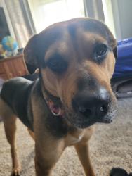 Reunited Male Dog last seen East and Broad st, Linden, MI 48451