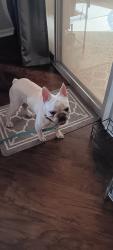 Reunited Male Dog last seen Bermuda pollack, Paradise, NV 89123