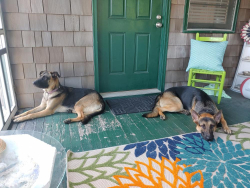 Reunited Male Dog last seen Qualla and Beach Roads Crooked Creek Subdivision , Chesterfield, VA 23832