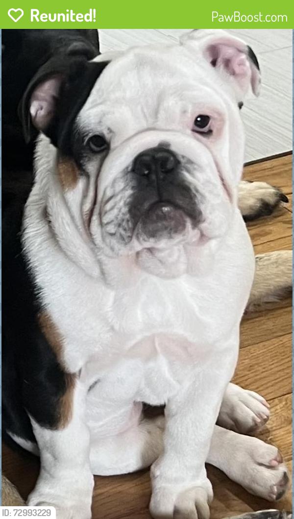 Reunited Female Dog last seen Scott Road & River Road, Delta, PA 17314