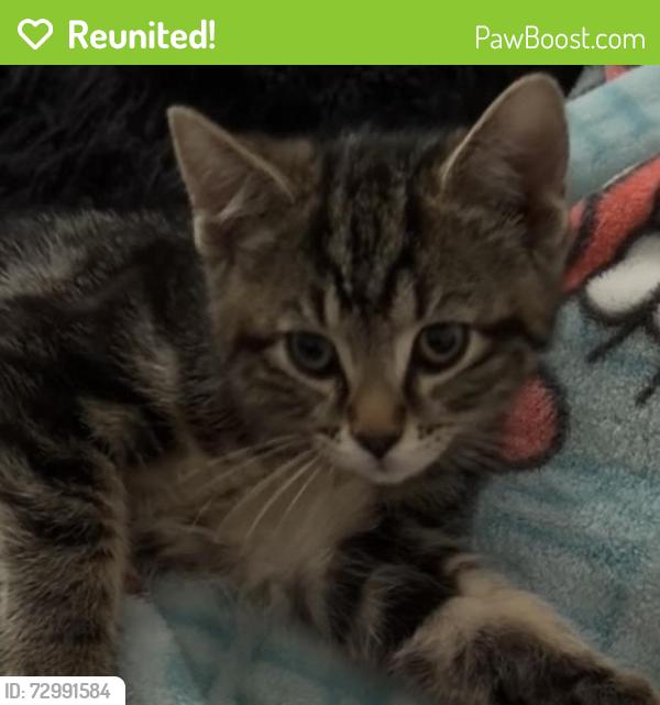 Reunited Male Cat last seen Near S Murray Boulevard , Murray, UT 84123