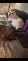 Reunited Female Dog last seen East side Morgan and Sabine , Cleburne, TX 76031