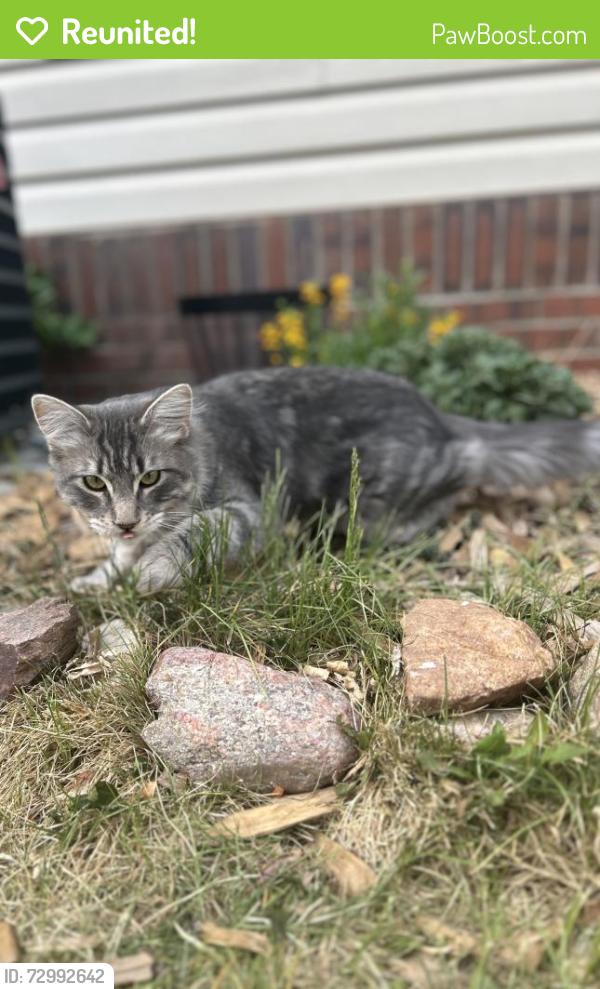Reunited Male Cat last seen Flower and Floyd st , Denver, CO 80227