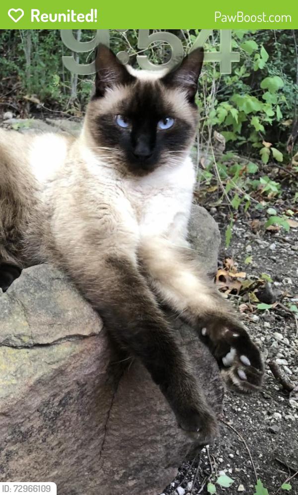 Reunited Male Cat last seen Charles and Tiffany Trail in Weatherford, Weatherford, TX 76086