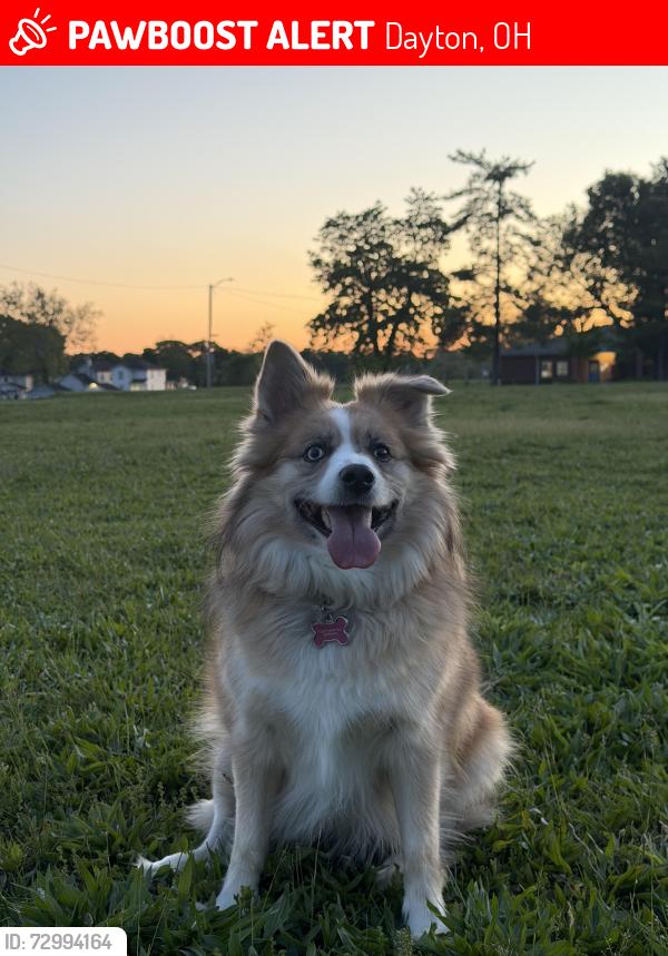 Lost Female Dog last seen Access Rd, Benson Dr, Rosedale Dr, Dayton, OH 45406