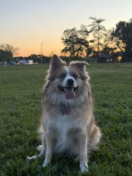 Lost Female Dog last seen Access Rd, Benson Dr, Rosedale Dr, Dayton, OH 45406