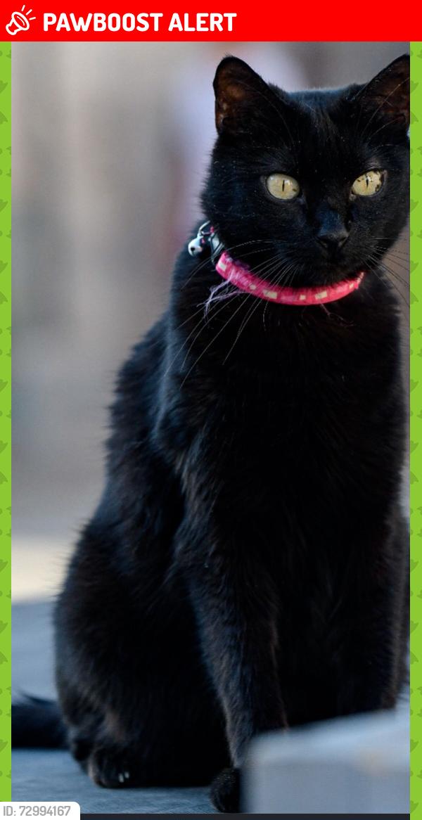 Lost Female Cat last seen Newark road, North Hykeham, England LN6 9FG