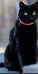 Lost Female Cat last seen Newark road, North Hykeham, England LN6 9FG
