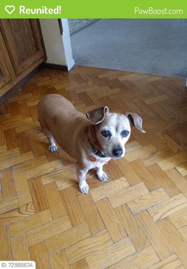 Reunited Female Dog last seen 99th and Grant , Thornton, CO 80229