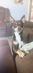 Lost Male Dog last seen His home, Corpus Christi, TX 78415