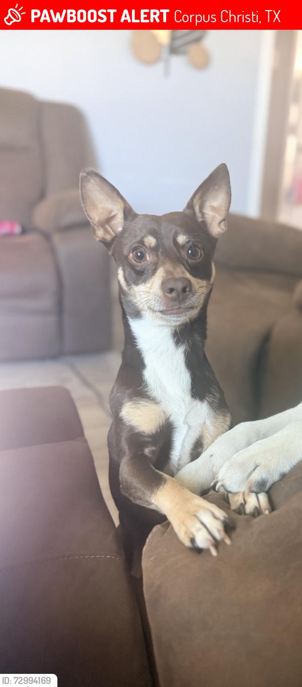 Lost Male Dog last seen His home, Corpus Christi, TX 78415