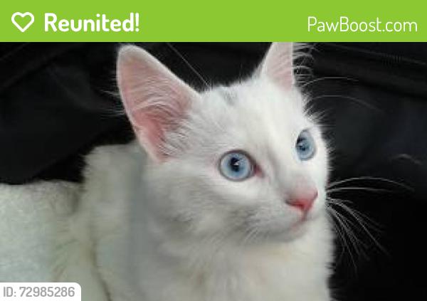 Reunited Male Cat last seen Devore Road and Santa Fe Road, San Bernardino, CA 92407