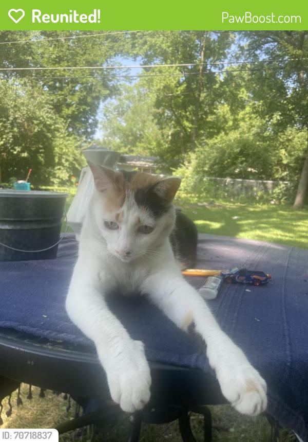 Reunited Female Cat last seen Holly and Westport , Kansas City, MO 64111