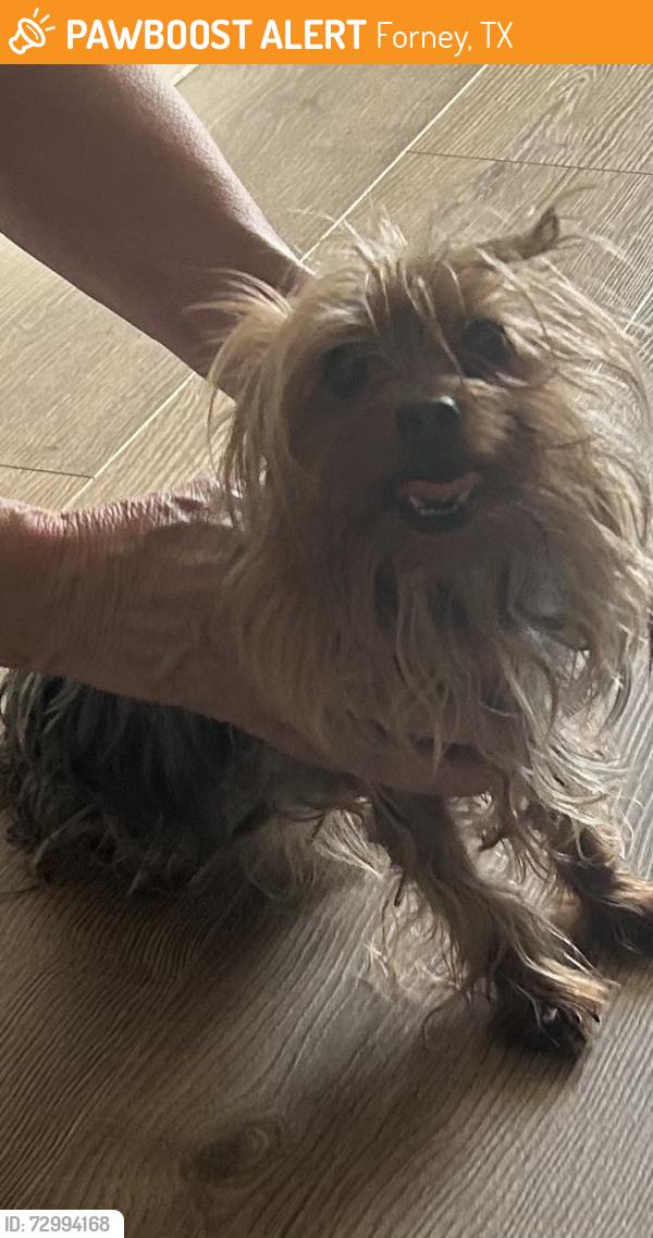 Found/Stray Female Dog last seen Near Ardsley lane, Forney, TX 75126