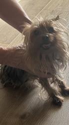 Found/Stray Female Dog last seen Near Ardsley lane, Forney, TX 75126