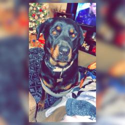Lost Female Dog last seen Drexel and country club, Tucson, AZ 85706