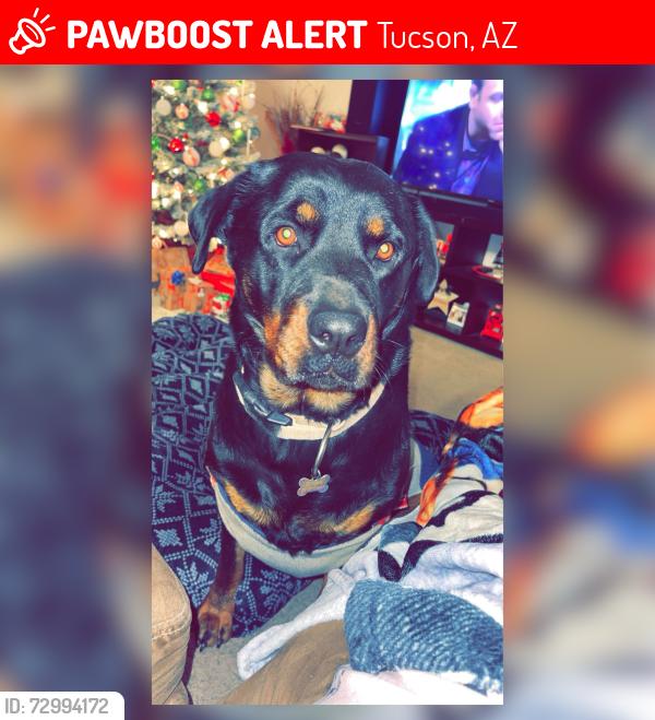 Lost Female Dog last seen Drexel and country club, Tucson, AZ 85706
