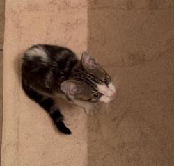 Found/Stray Unknown Cat last seen Bellis Dr and Begonia Ct, Fort Worth, TX 76244