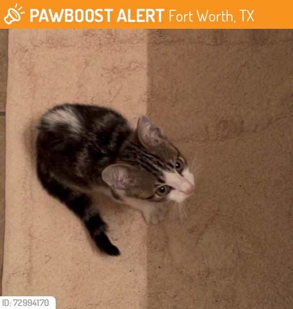 Found/Stray Unknown Cat last seen Bellis Dr and Begonia Ct, Fort Worth, TX 76244